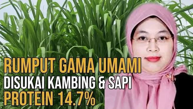 
                                 Hijauan-Rumput-Gama-Umami-Protein-Tinggi-Disukai-Kambing-Dan-Sapi